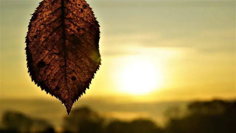 The Art of Mindful Parenting: Raising Children with Compassion and Presence