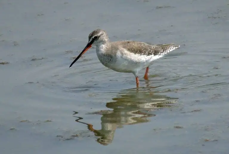 The Effect of Gerrymandering on Election Outcomes