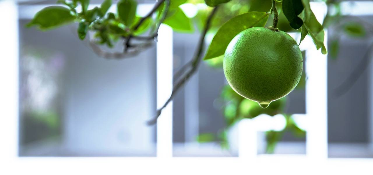 Precision Nutrition: Tailoring Diets to Genetic Makeup