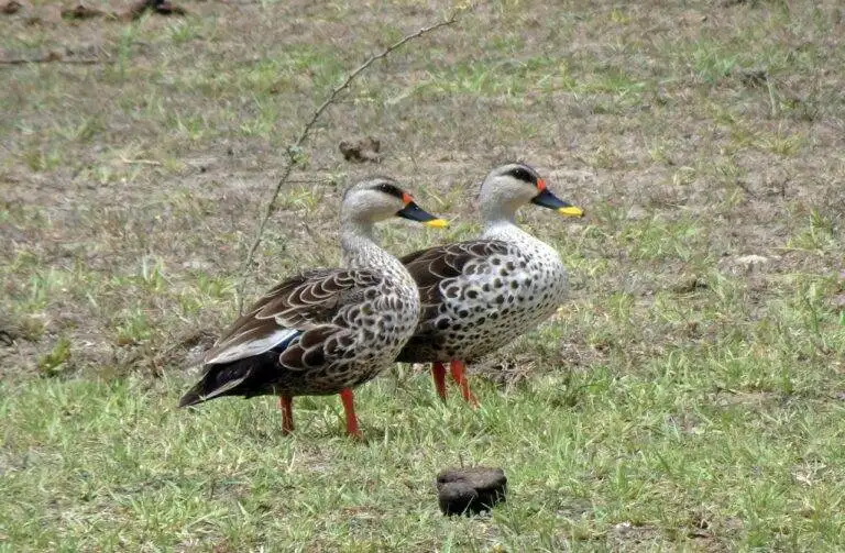 The Role of Political Parties in Shaping Election Results