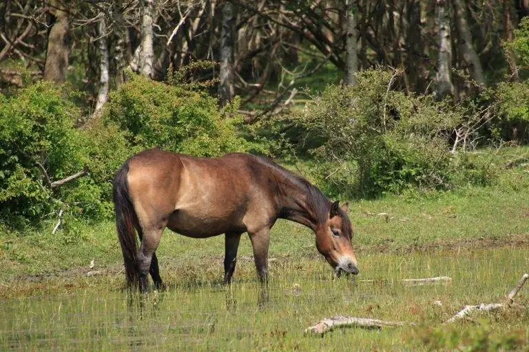From Tradition to Trend: The Resurgence of Home Canning and Preserving